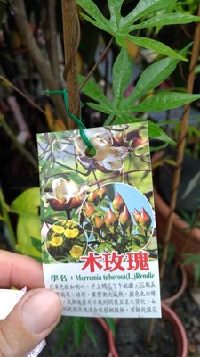╭☆東霖園藝☆╮優質蔓藤( 木玫瑰 ) ...4吋小苗