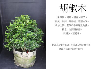 心栽花坊-胡椒木/圓球/寬30cm/綠化環境/綠籬植物/售價360特價300