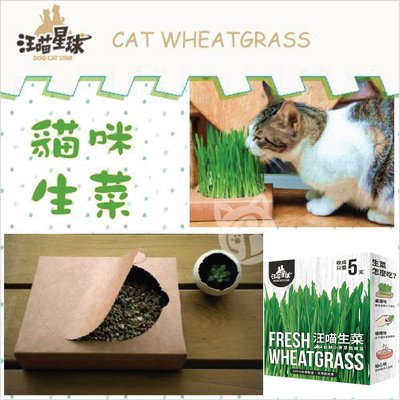 【汪喵星球】貓咪生菜，貓草新鮮栽培盒，65g(三盒組)