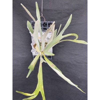 鹿角蕨-P.veitchii silver frond高冠立葉銀鹿 (己上板)療癒植物-文青植物、蕨類植物、雨林,觀葉