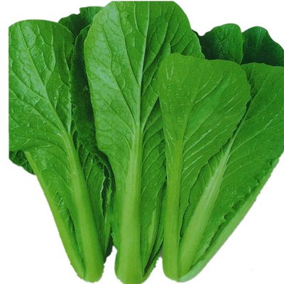 【蔬菜種子S434】四季綠梗小白菜~~ 耐寒速生，葉色鮮綠，圓葉嫩脆光滑清香，30天即可採摘。