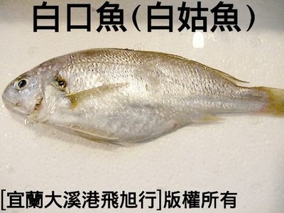 白口魚(白姑魚)