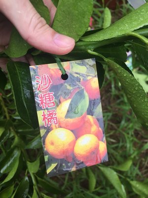 yo喲農場 -砂糖橘/沙糖橘/嫁接苗/水果苗【5吋】