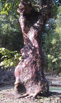 【竹林農莊】 老茄苳 ... 乘涼好樹！