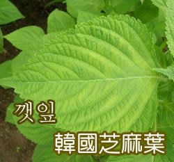 韓國芝麻葉(韓國烤肉、綠紫蘇)種子(50顆)B013