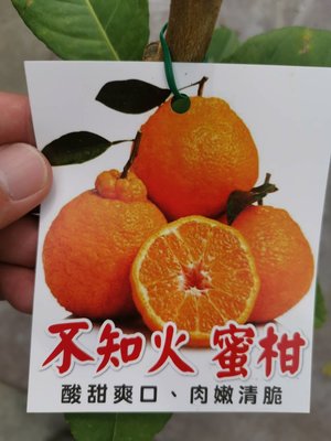 ╭＊田尾玫瑰園＊╯ 新品種水果苗-(不知火柑)高2尺250元