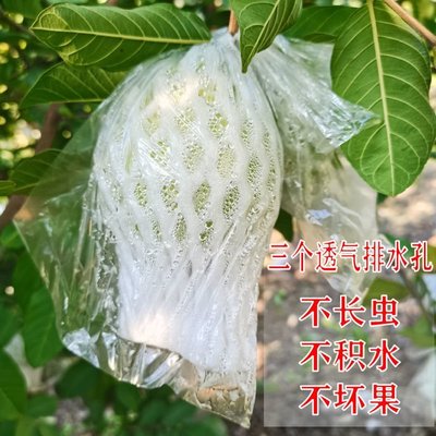 促銷打折 番石榴套袋水果保護網套樹上防蟲專用袋泡沫網袋有排水孔一體套袋