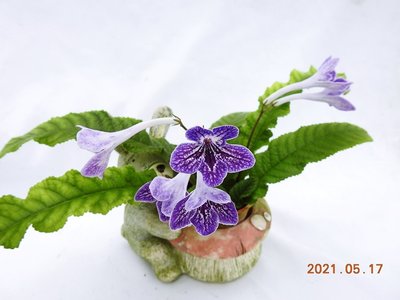 堤緣花語陶-淨化室內空氣植物 [Streptocarpus堇蘭]  Strep. Little Kan