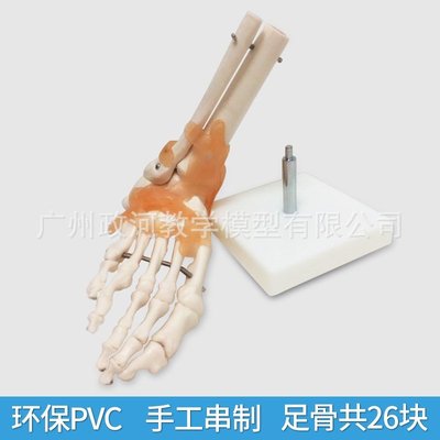 【熱賣精選】人體腳踝關節功能模型骨骼骨架模型帶韌帶教學醫用模型人體節模型