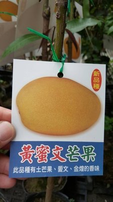 ╭＊田尾玫瑰園＊╯新品種水果苗-(黃蜜文芒果)高70cm200元