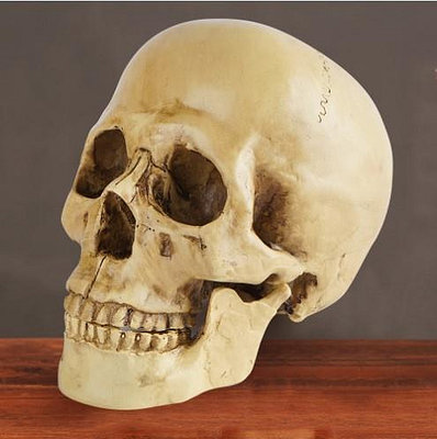 模型藝用人體肌骨骼骷髏頭骨繪畫半胸像解剖用頭顱素描頭蓋骨模型