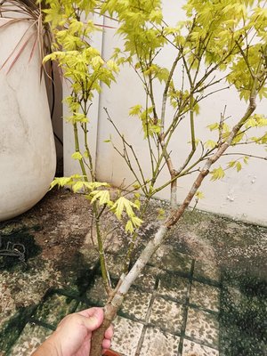 好種植日本品種，常年綠白色紋路葉子，名字叫鴨立澤，老盆養20多年，老粗頭已看不出來有接枝，高110公分2900元郵局免運