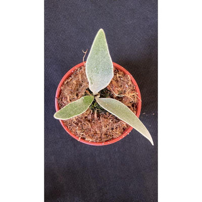P. veitchii wild 野銀/野澳銀鹿角蕨3吋盆觀葉植物 室內植物 文青小品/療癒蕨品