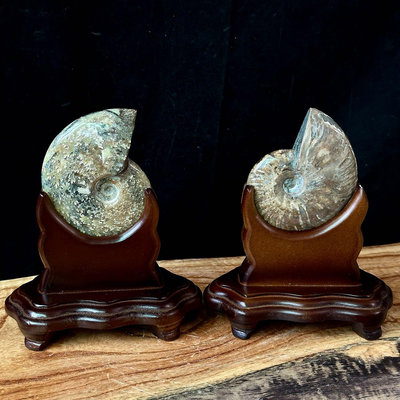 鸚鵡螺化石擺件一組 菊石 玉化 風水化石擺件 鸚鵡螺招財吸財擺件 1390