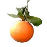【LE網路百貨】100%純精油 - 甜橙10ml 保存期限：2025.3