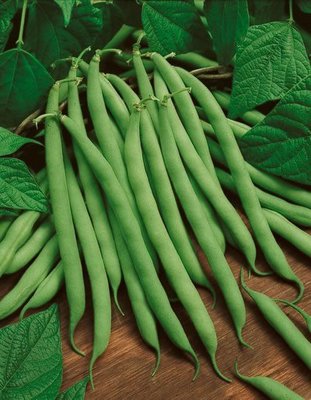矮性四季豆(藍湖品系)種子株高約50cm，不須支架（種子每份100顆750元）