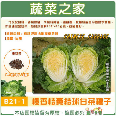 【蔬菜之家滿額免運】B21-1.橙香桔黃結球白菜種子0.4克(約135顆)F1，外葉綠色，內葉桔黃色，適合春、秋播種