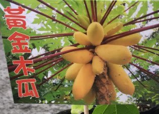 ╭☆東霖園藝☆╮水果苗(黃金木瓜)  黃金木瓜  3吋盆10公分