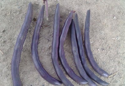 【1磅裝蔬菜種子】紫莢敏豆（紫色四季豆）~ 蔓性，豆莢紫色，莢型扁平寬大，無筋，莢柔嫩無纖維，口感好，顏色漂亮