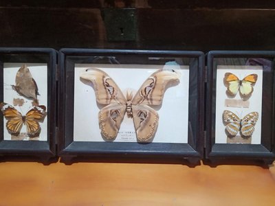 日據時代蝴蝶標本