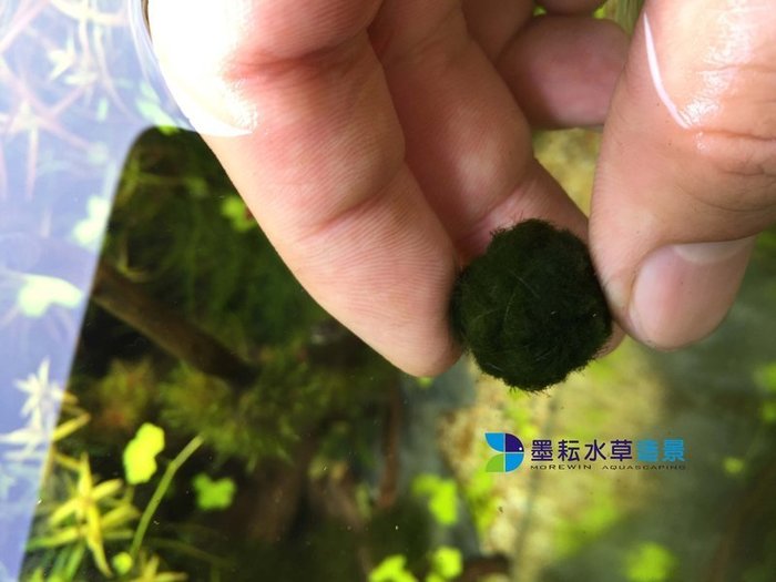 墨耘水草造景 綠絲絨浮球藻球 水中葉 1顆 80元前景耐熱不需co2 一般級 Yahoo奇摩拍賣