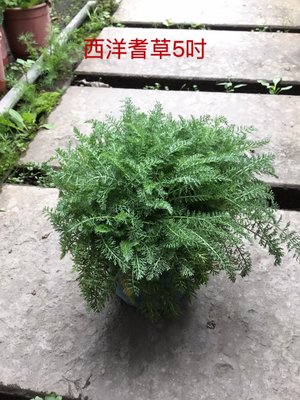 ^花草巷弄^ 5吋盆 // 西洋蓍草 // 香草料植物