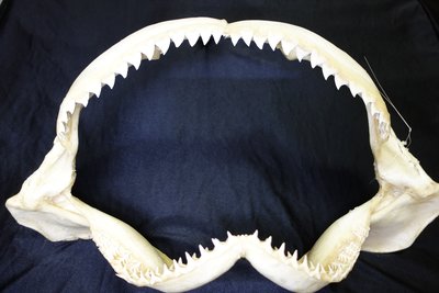 [公牛鯊嘴牙]45.5公分公牛鯊魚嘴..專家製作雪白無魚腥味!..是標本也是掛飾.!.#2.455255