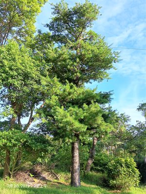 【竹林農莊】老松樹 ~ 尺半面五葉松