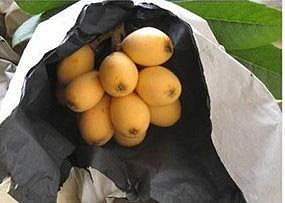 溜溜枇杷套袋專用套袋高檔果袋紙袋防水套袋水果套袋防鳥防蟲枇杷袋子