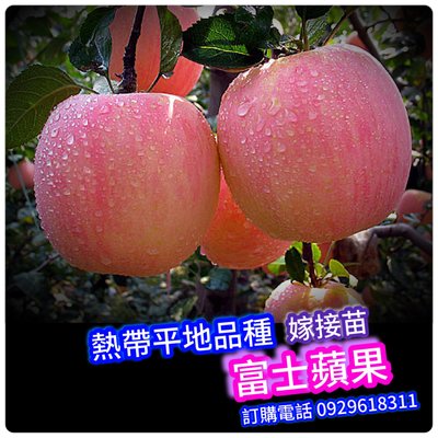 富士蘋果-嫁接苗 熱帶平地品種