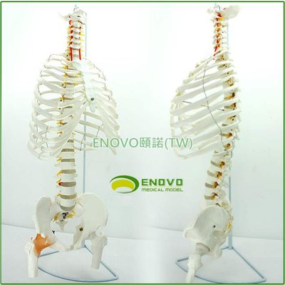 (ENOVO-273) 醫學人體脊柱模型腰椎骨盆整骨胸骨肋骨胸腔骨骼架模型
