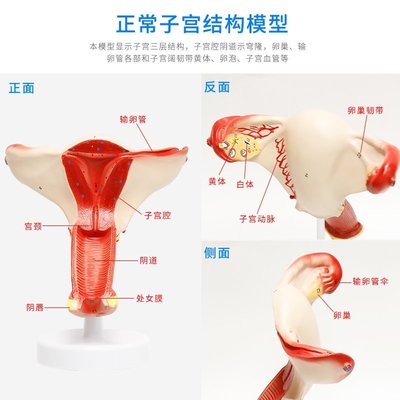 女性子宮模型婦科 醫用教具女性內外生殖器卵巢陰道卵巢病理模型