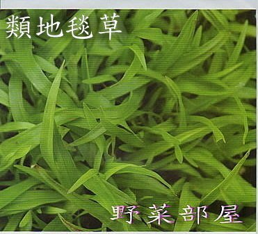 【野菜部屋~草皮種子】U02 類地毯草草皮種子4.5公克 , 適用性最廣的草皮種子 , 每包15元 ~