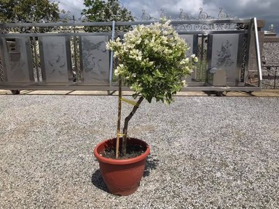 九重葛【斑葉白色】台南自取-編號:A138《美觀、療癒、會開花植物、造景、綠化、店家與居家擺設、盆栽、植栽、玄悟藝樹》