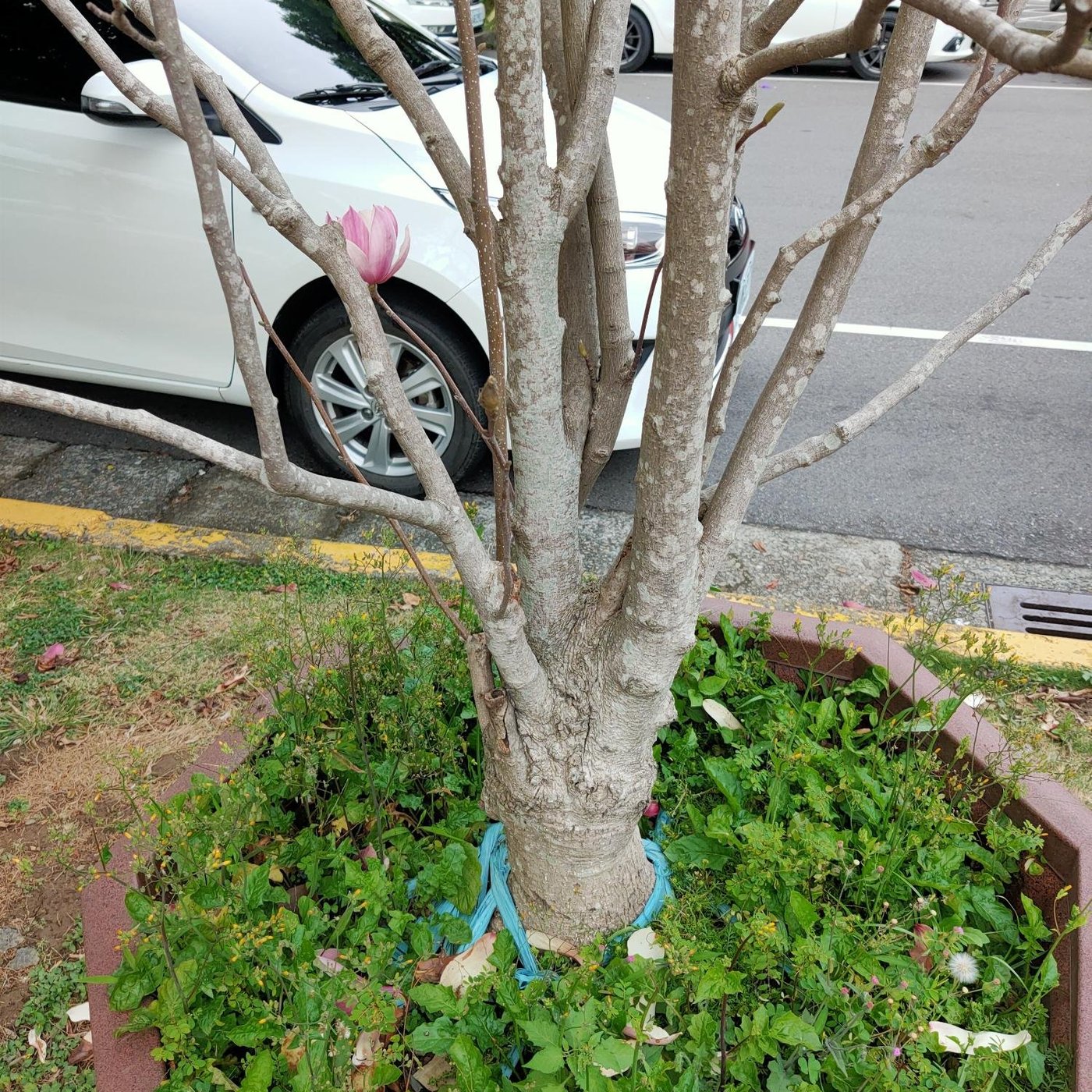 芯晨花園愛買桃園店超美辛夷花 木蘭花十五年