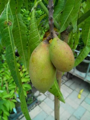 ╭＊田尾玫瑰園＊╯新品種水果苗-(紅象牙芒果)成樹--已可以結果--果肉肥厚.多汁