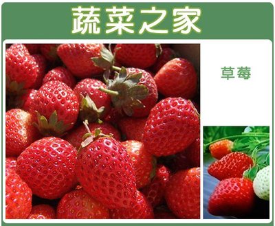【蔬菜之家滿額免運00I05】大包裝.草莓種子(阿里巴巴) 1.5克(約3000顆) ※此商品不適用郵寄
