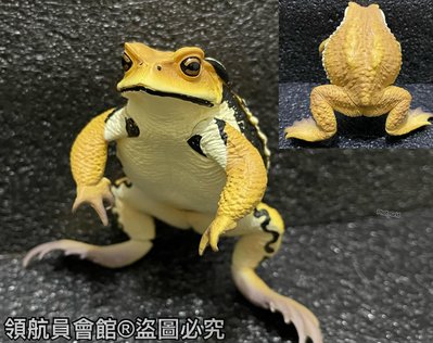 【領航員會館】單售IKIMON日本正版NTC圖鑑-巨型蟾蜍 黃色 金色 扭蛋 公仔 青蛙 癩蛤蟆牛蛙動物模型玩具 標本