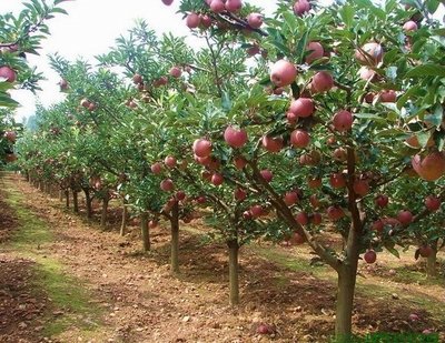 水果苗 ** 熱帶蜜蘋果 ** 4吋盆/高度約30-40cm  盆栽、地植皆可  每批苗的大小  都不一樣