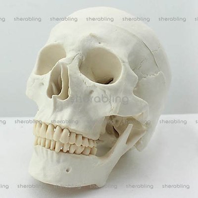 (ME-A091)醫用藝用美術人體頭骨模型亞洲頭顱骨解剖模型骨骼