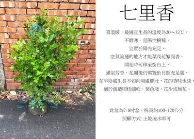 心栽花坊-大葉七里香/綠籬植物/開花植物/綠化環境/售價350特價300