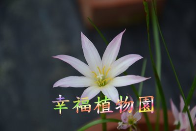 [幸福植物園]風雨蘭 閃亮(Zephyranthes Twinkle Strain)