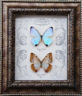 夜明珠 閃蝶 雌雄 一對 進口蝴蝶 標本框~獨特爆款 優惠價 ！家用 便攜 日系