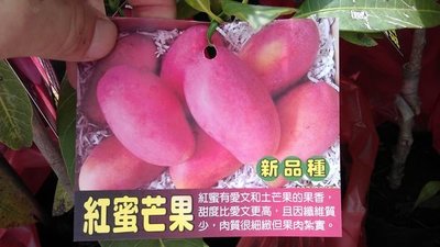 ╭☆東霖園藝☆╮水果苗(紅蜜芒果)芒果 ...新品種
