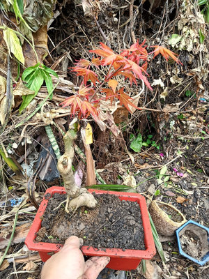 日本品種黃金紅楓樹名字叫做茜，小品盆栽葉子黃紅色時間很長，樹頭造型相當漂亮好種植喜歡半日照以上潮濕環境，便宜賣超商免運費