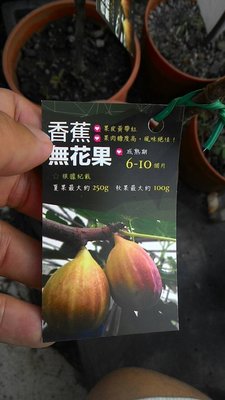 ╭☆東霖園藝☆╮水果苗-(香蕉無花果)-大果種--夏果250公克.秋果100公克