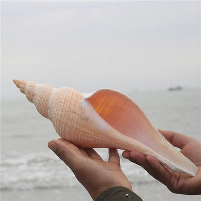 香螺天然貝殼海螺大螺號角貝殼大海螺貝殼吹響螺~沁沁百貨