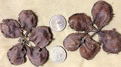 檀香紫檀種子,小葉紫檀種子（學名：Pterocarpus santalinus）,每件30顆500元