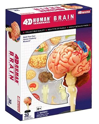 4D Master人體 器官 大腦 組織 血管 神經 解剖 拼裝 模型 醫院 教學生用具~ 萬能百貨