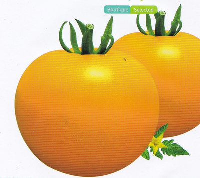 【蔬菜種子S477】皇貴妃番茄~從播種到採收約115天。果實為高圓型桔黃色，酸甜適中。抗寒性、耐熱性都強。